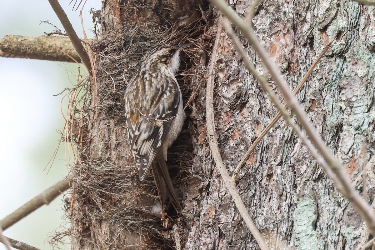 Brown Creeper - ML646876735