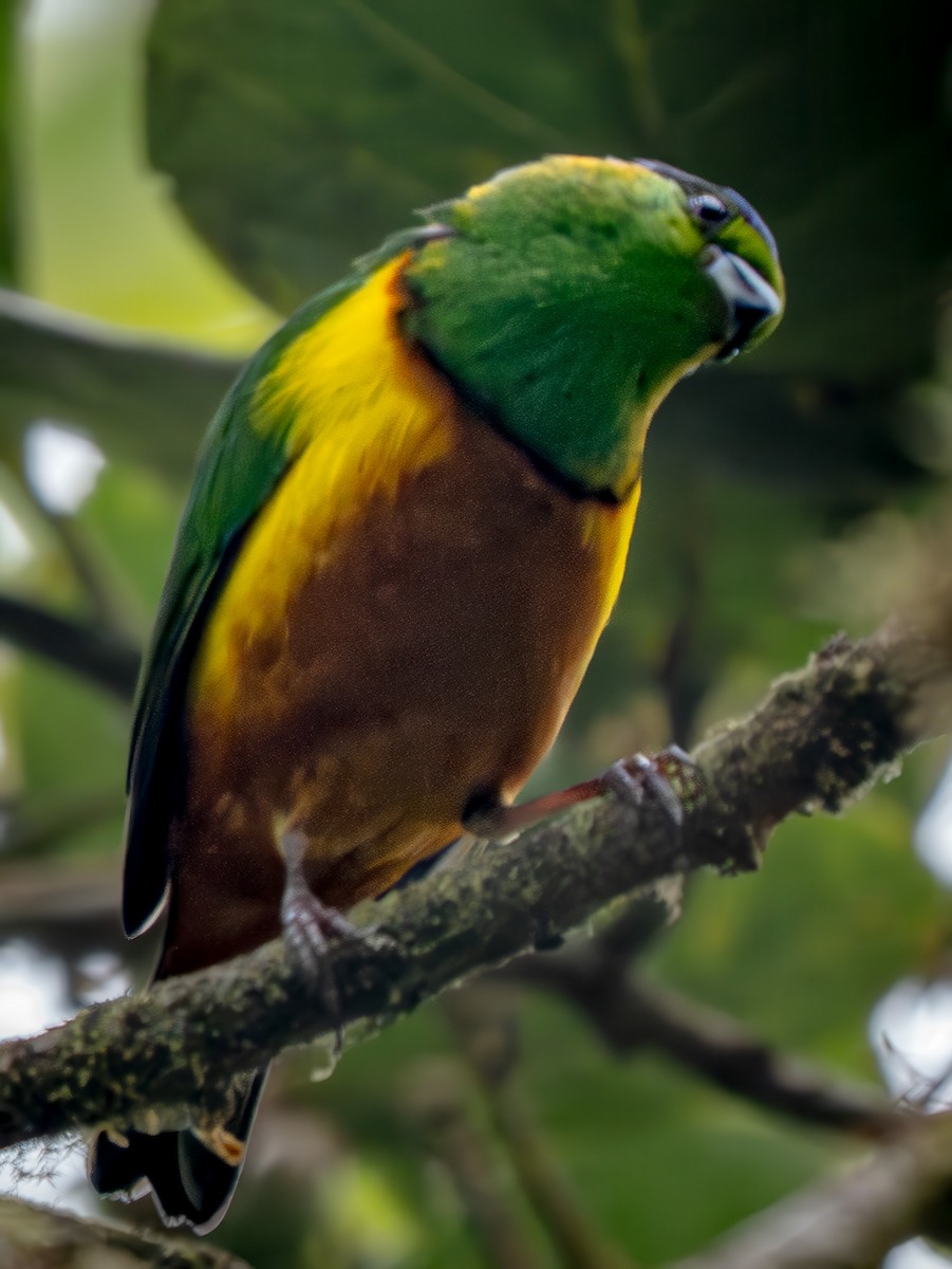 Chestnut-breasted Chlorophonia - ML646876736