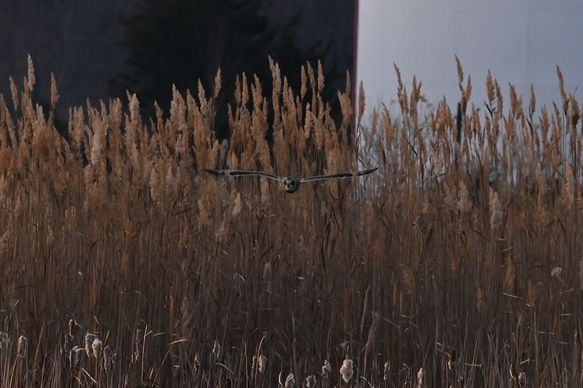 Short-eared Owl - ML646876737