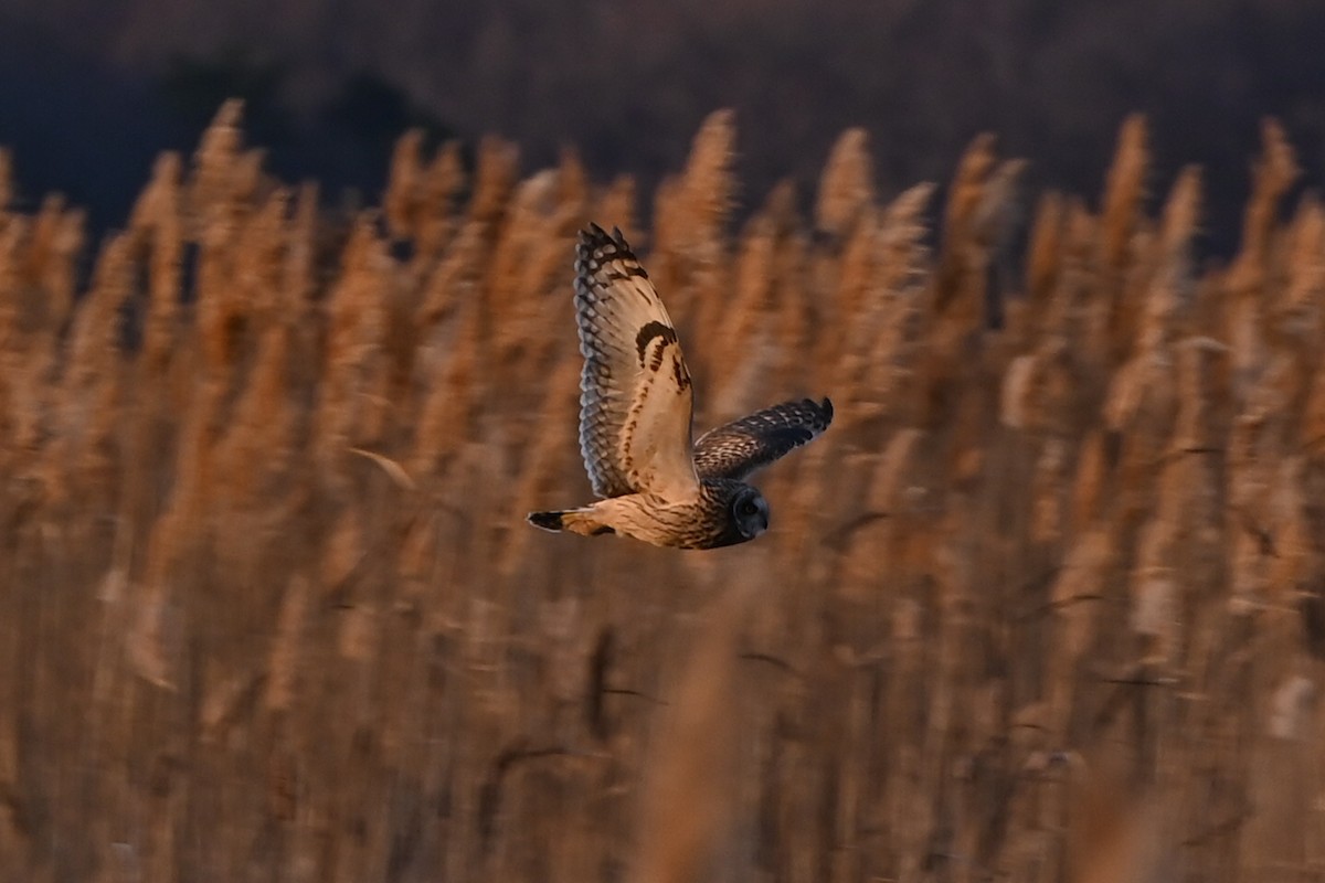 Short-eared Owl - ML646876738