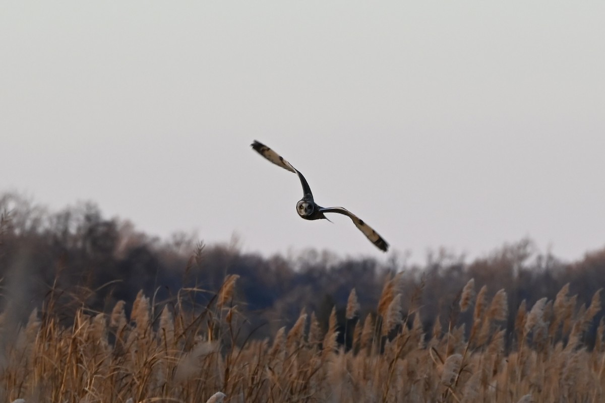 Short-eared Owl - ML646876739