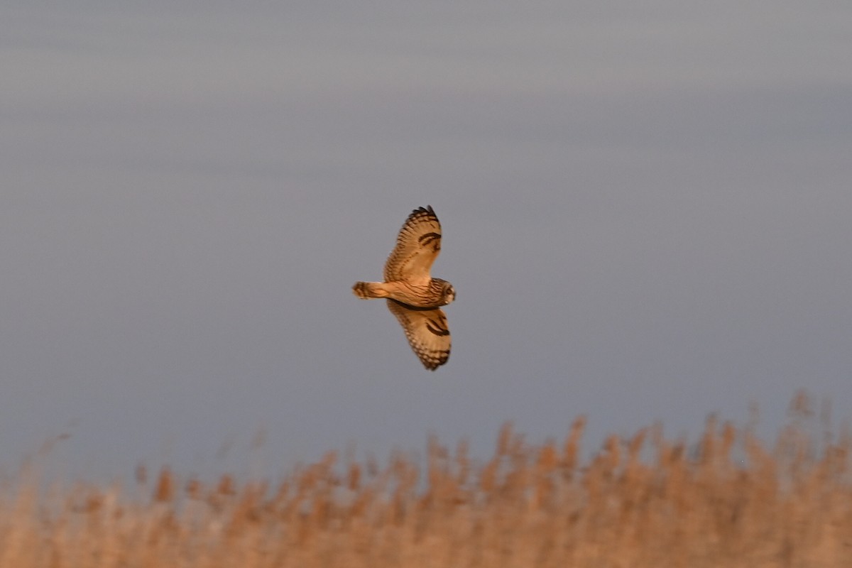 Short-eared Owl - ML646876740