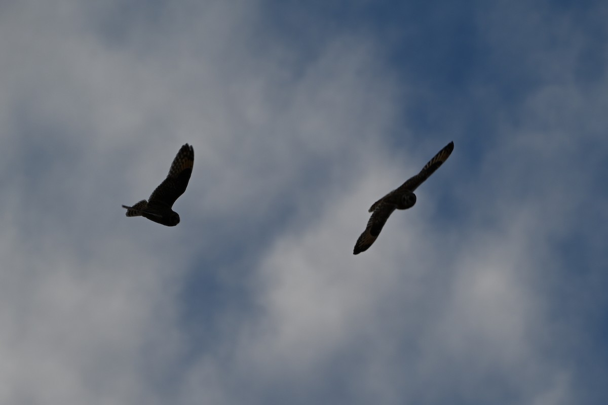 Short-eared Owl - ML646876741