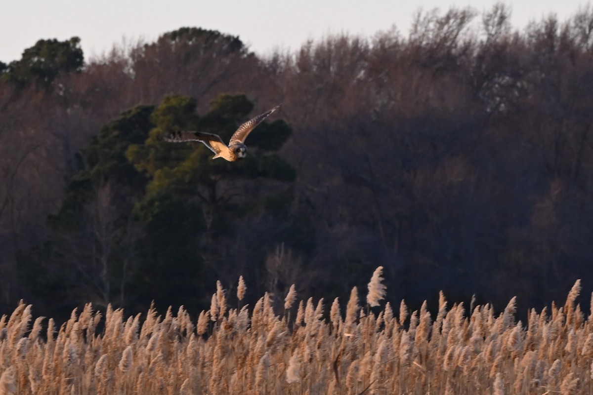 Short-eared Owl - ML646876742