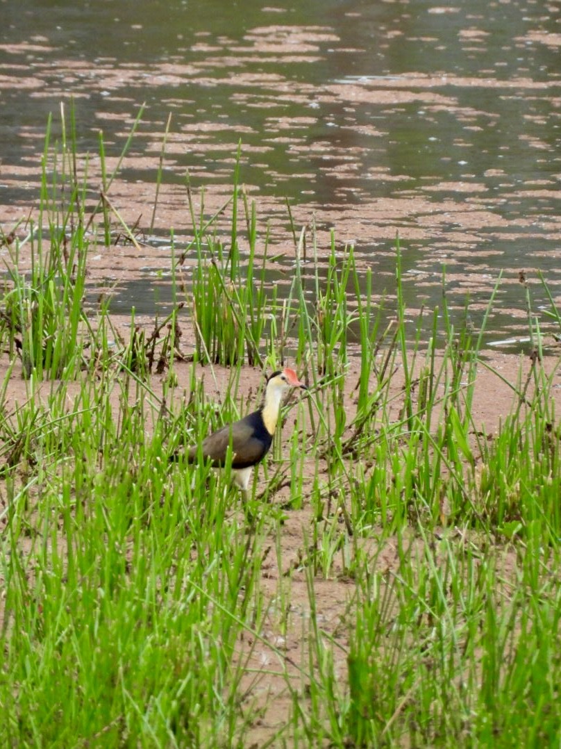 Comb-crested Jacana - ML646876743