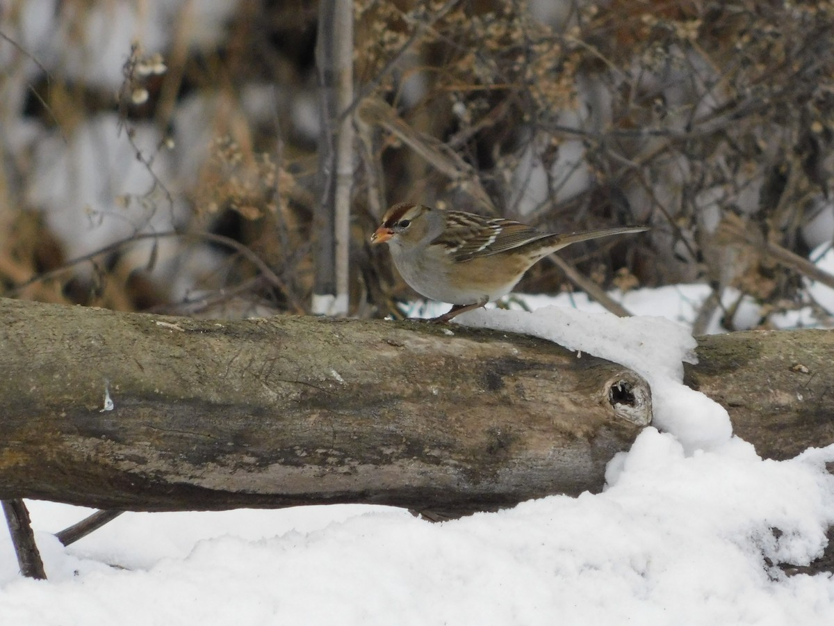 White-crowned Sparrow (leucophrys) - ML646876744