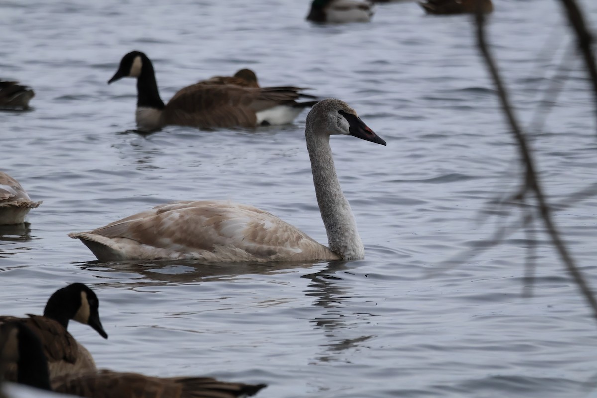 Cisne Chico - ML646876745