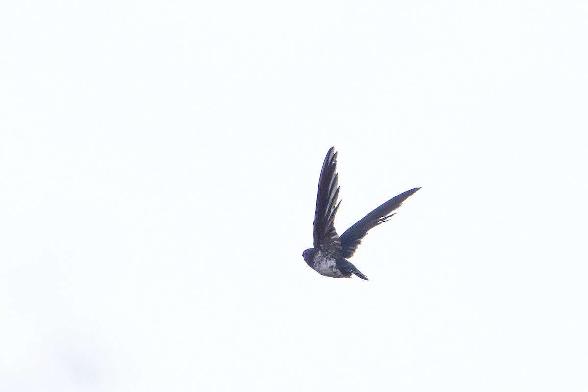 Glossy Swiftlet - ML646876746