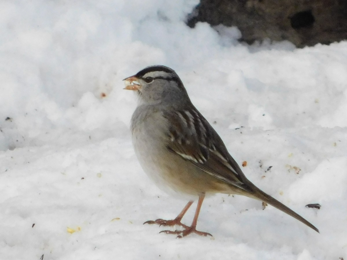 White-crowned Sparrow (leucophrys) - ML646876748