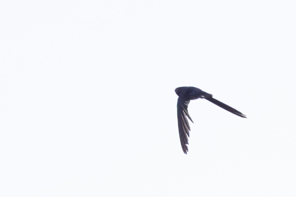 Glossy Swiftlet - ML646876749
