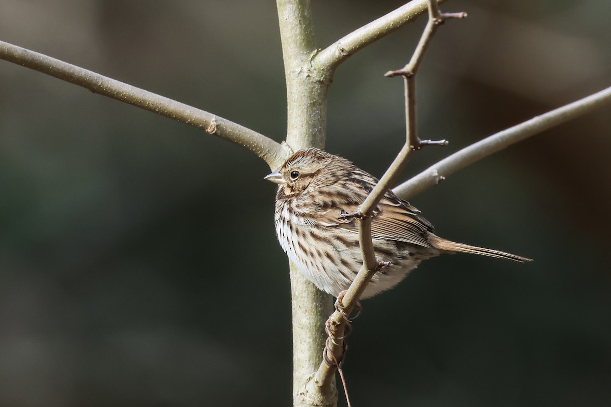 Song Sparrow - ML646876751