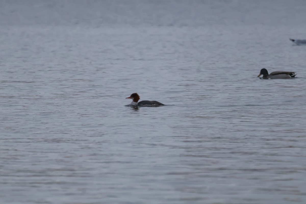 Common Merganser - ML646876764