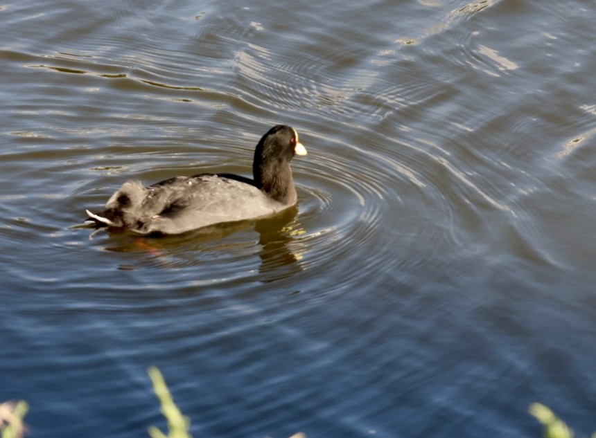 Red-gartered Coot - ML646876767
