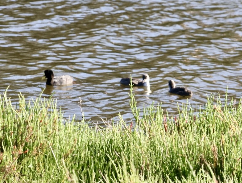 Red-gartered Coot - ML646876768