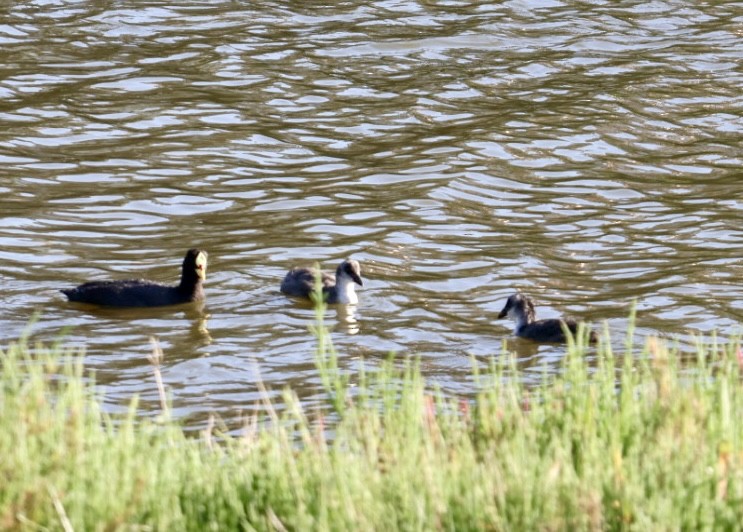 Red-gartered Coot - ML646876769
