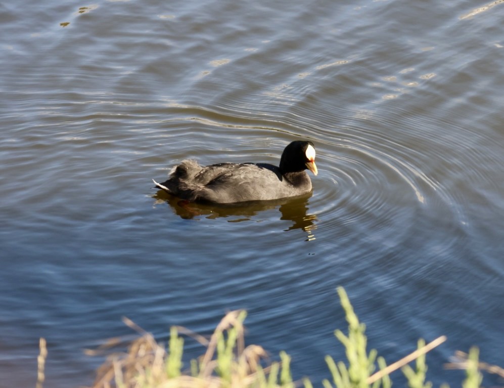 Red-gartered Coot - ML646876770