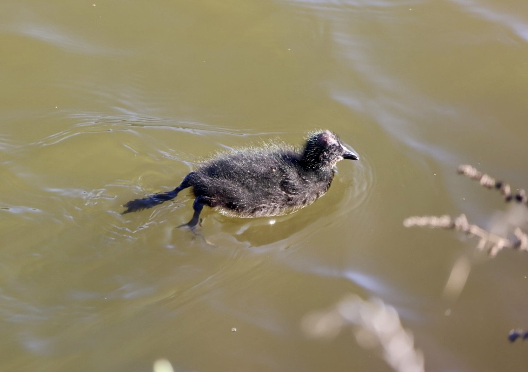 Red-gartered Coot - ML646876771