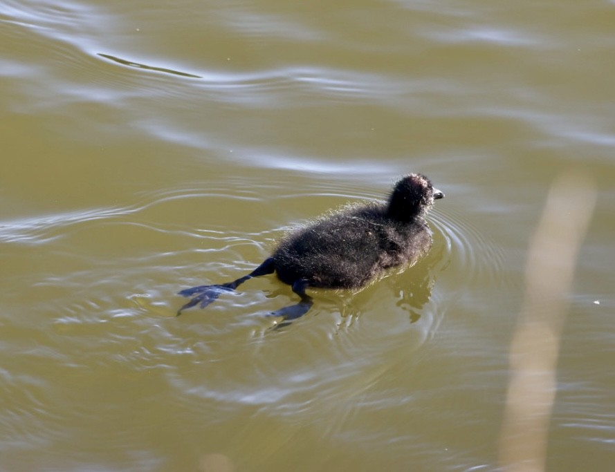 Red-gartered Coot - ML646876772