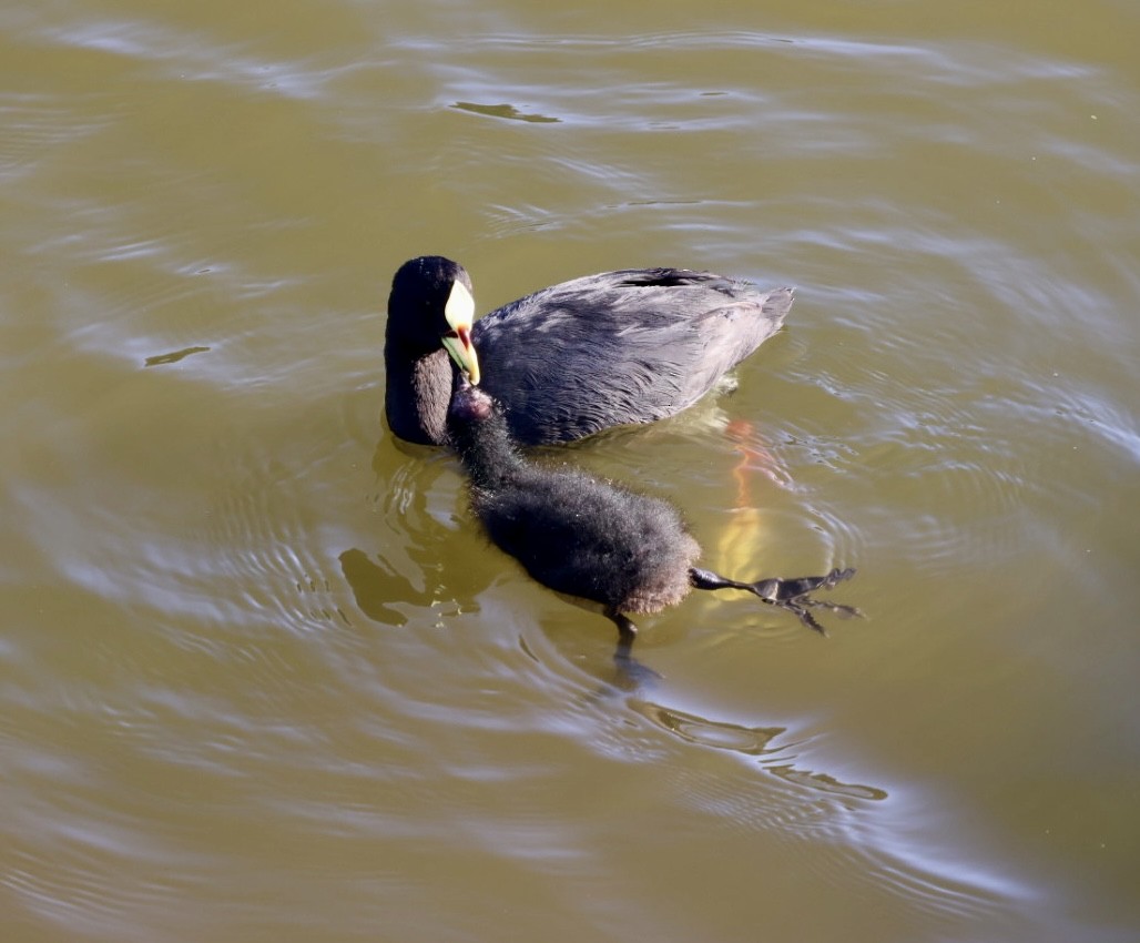Red-gartered Coot - ML646876773