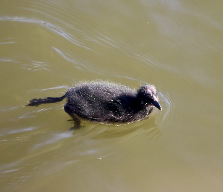 Red-gartered Coot - ML646876774
