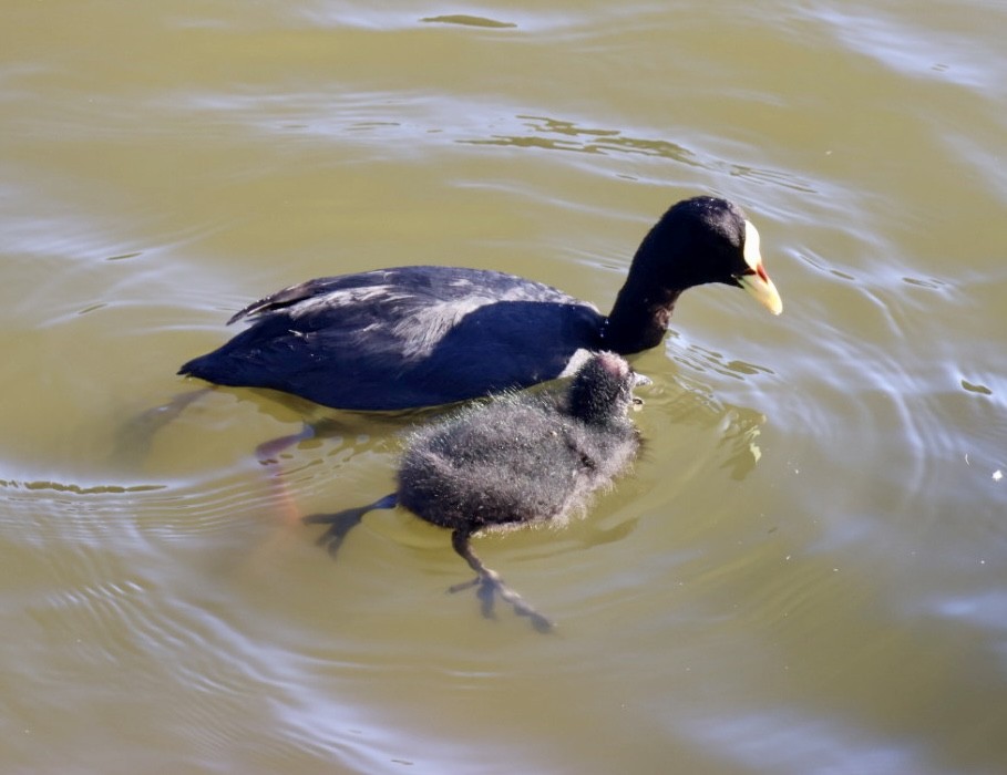 Red-gartered Coot - ML646876775