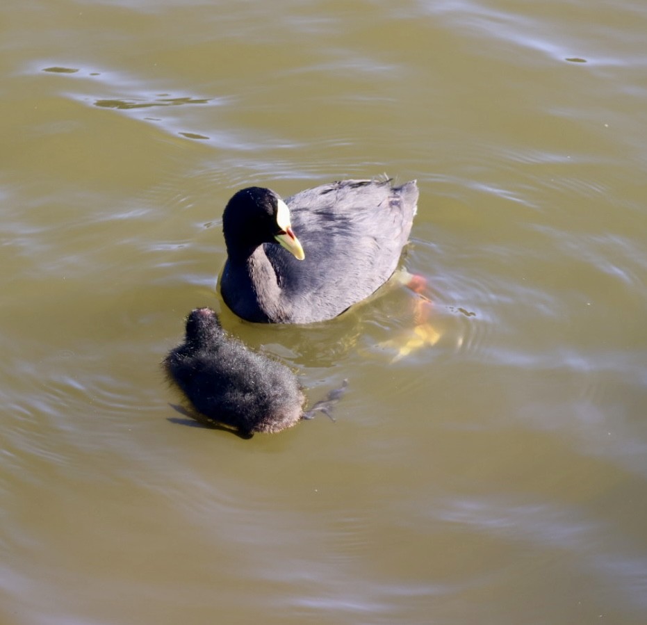 Red-gartered Coot - ML646876776