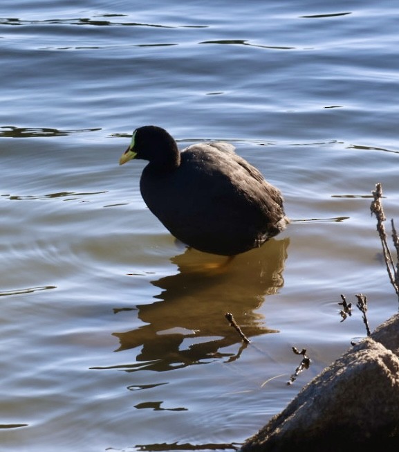 Red-gartered Coot - ML646876777