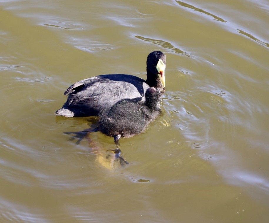 Red-gartered Coot - ML646876778