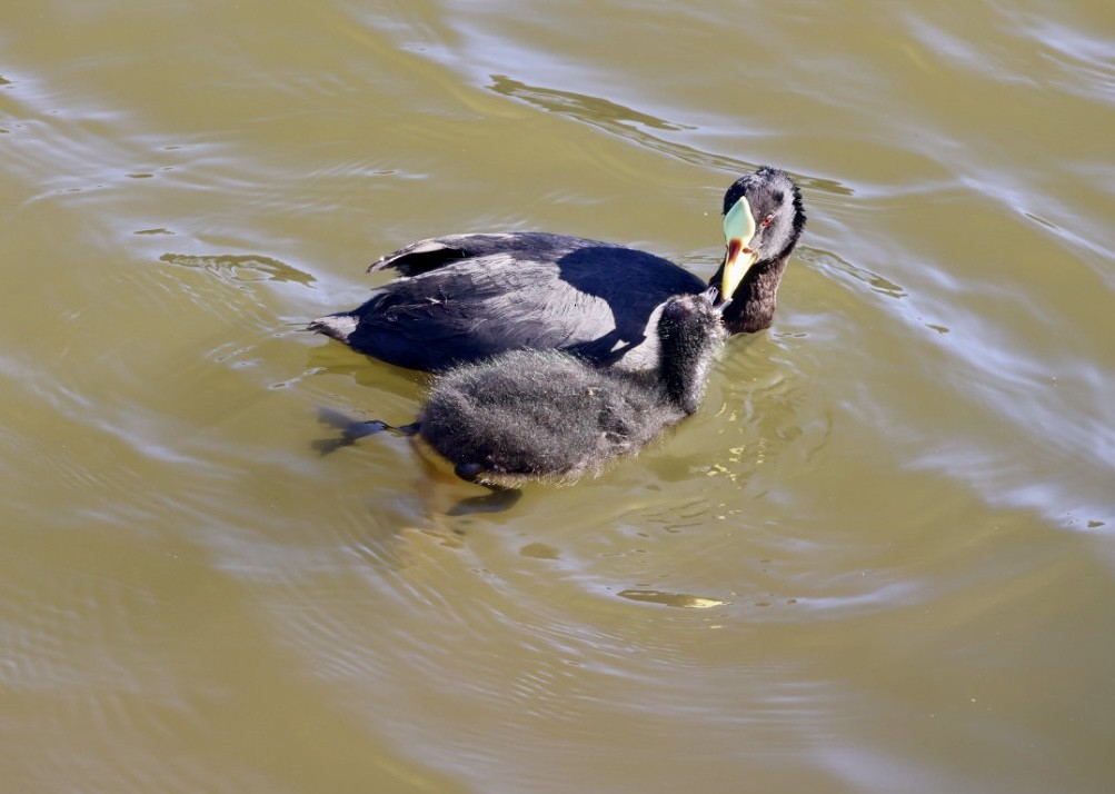 Red-gartered Coot - ML646876779