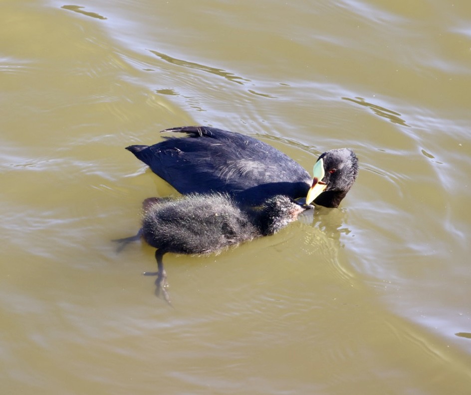Red-gartered Coot - ML646876780