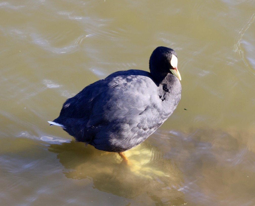 Red-gartered Coot - ML646876781