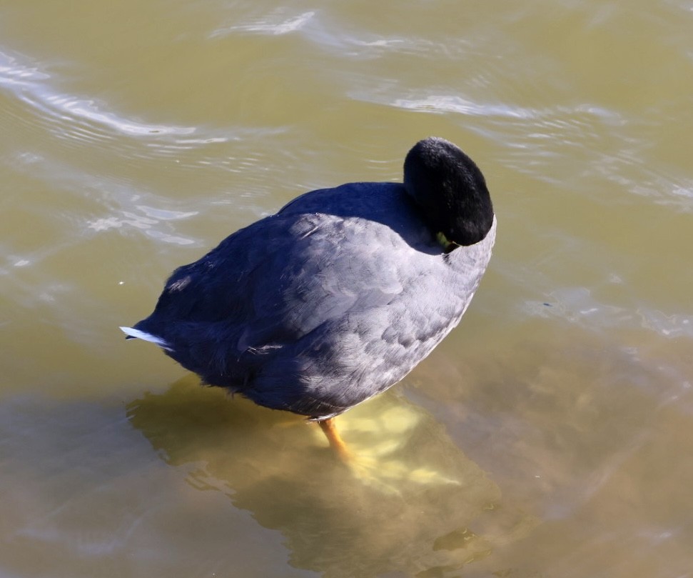 Red-gartered Coot - ML646876782