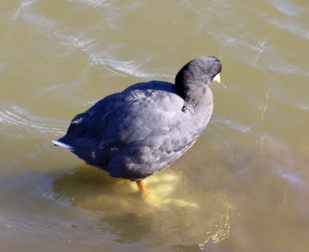 Red-gartered Coot - ML646876783
