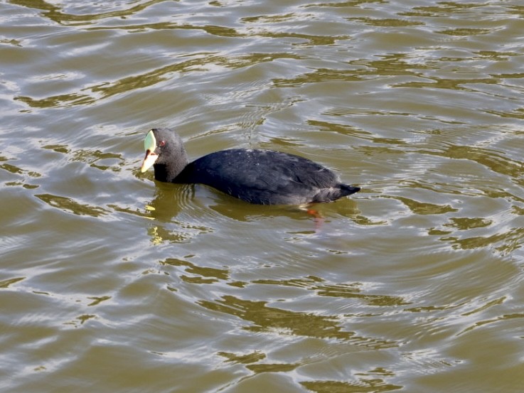 Red-gartered Coot - ML646876784