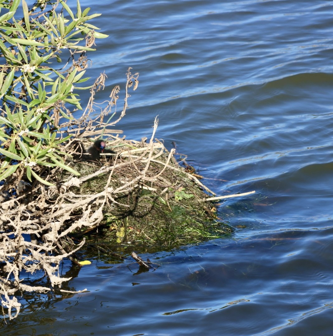 Red-gartered Coot - ML646876785