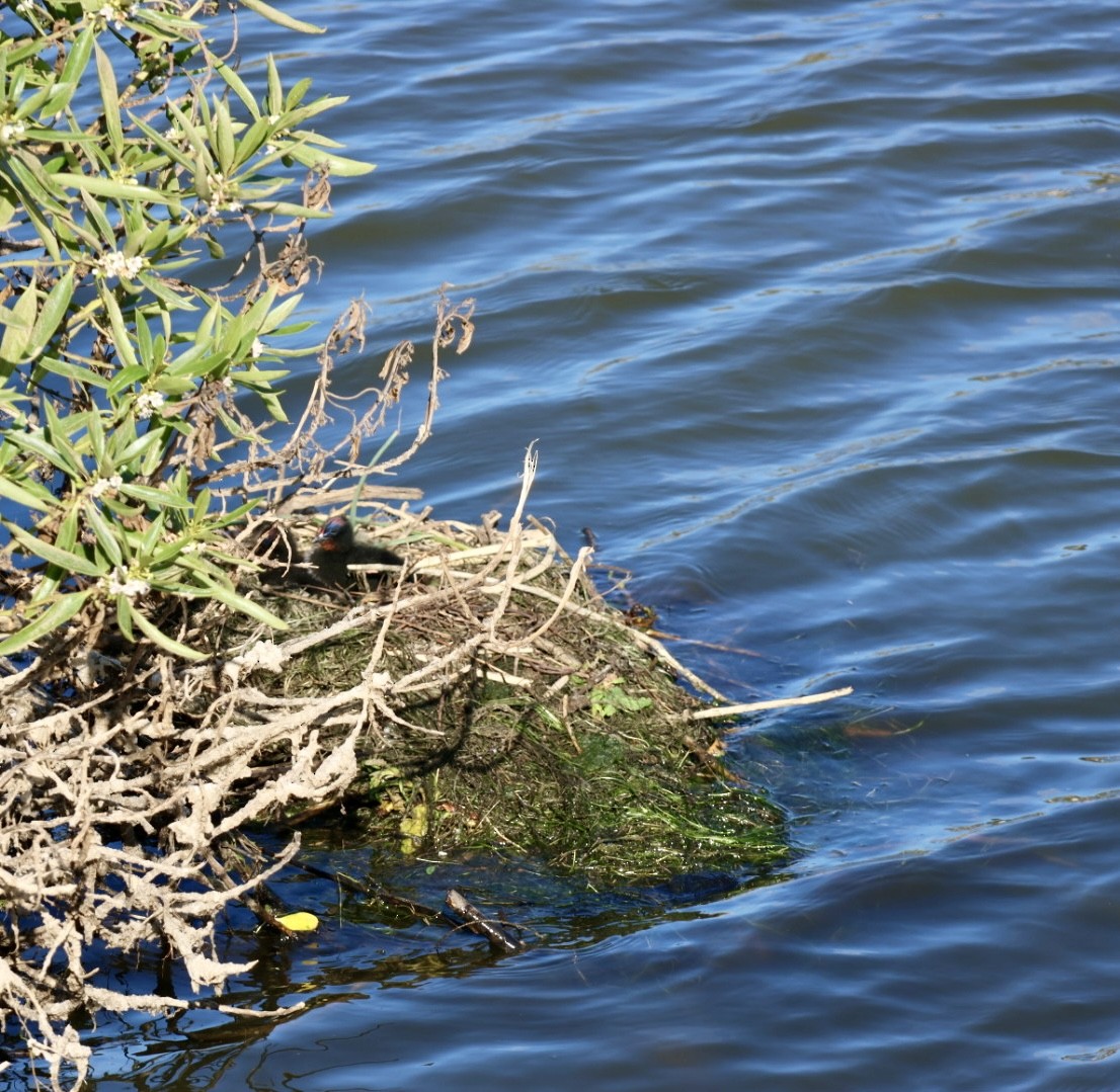 Red-gartered Coot - ML646876786
