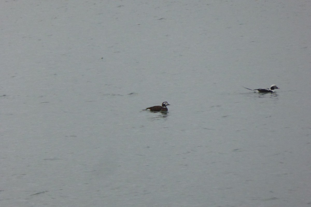 Eisente - ML646876797