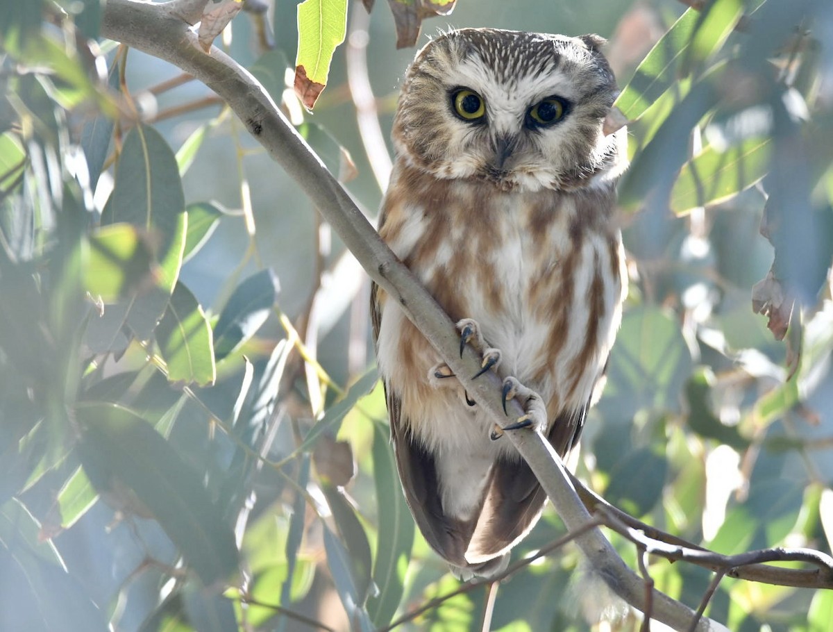 Northern Saw-whet Owl - ML646876799