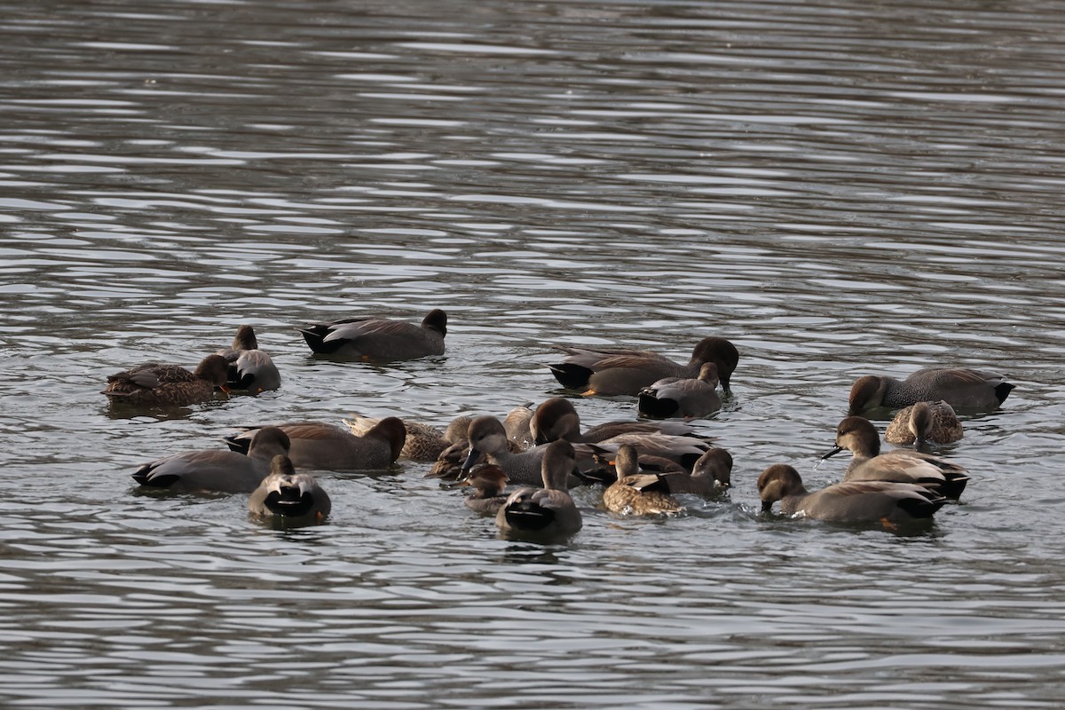 Серая утка - ML646876801