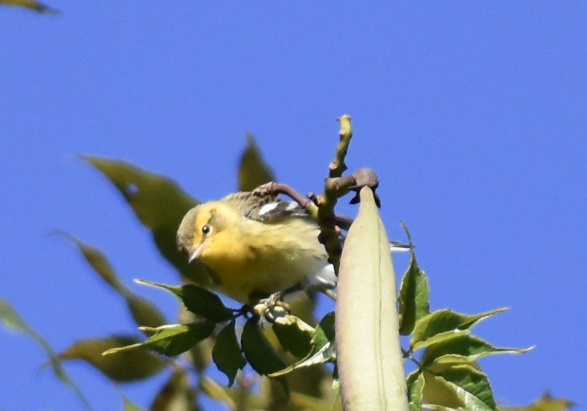 Пісняр-лісовик рудоволий - ML646876803