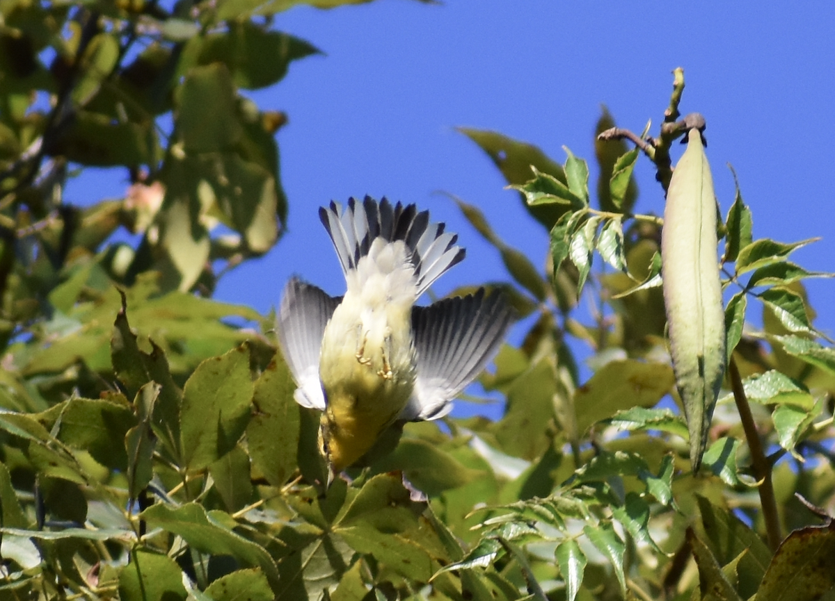 Пісняр-лісовик рудоволий - ML646876804