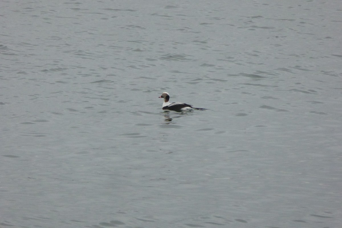 Eisente - ML646876805