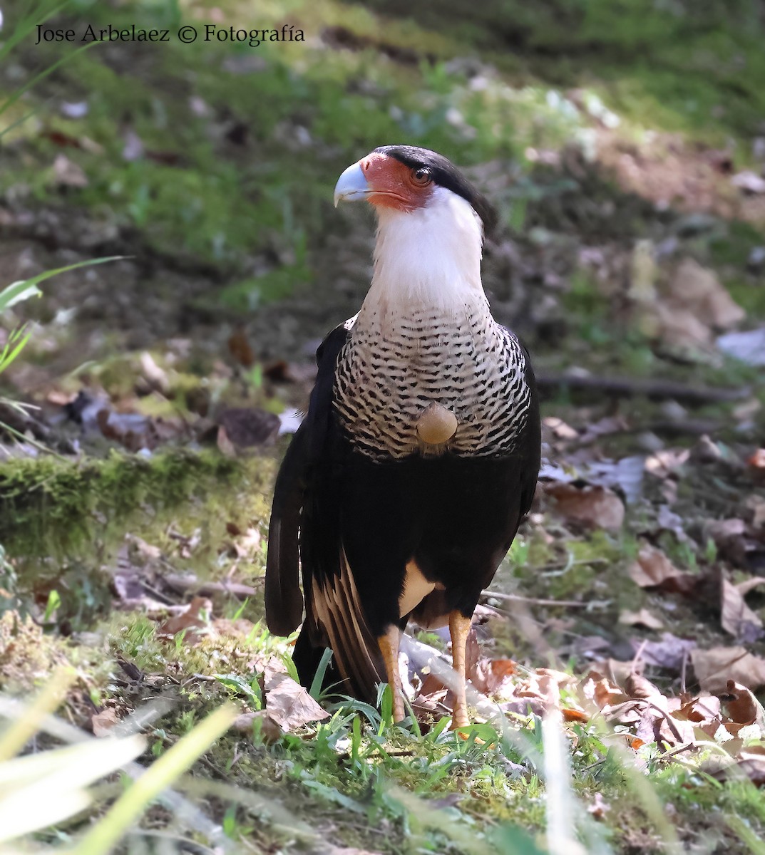 Crested Caracara - ML646876807