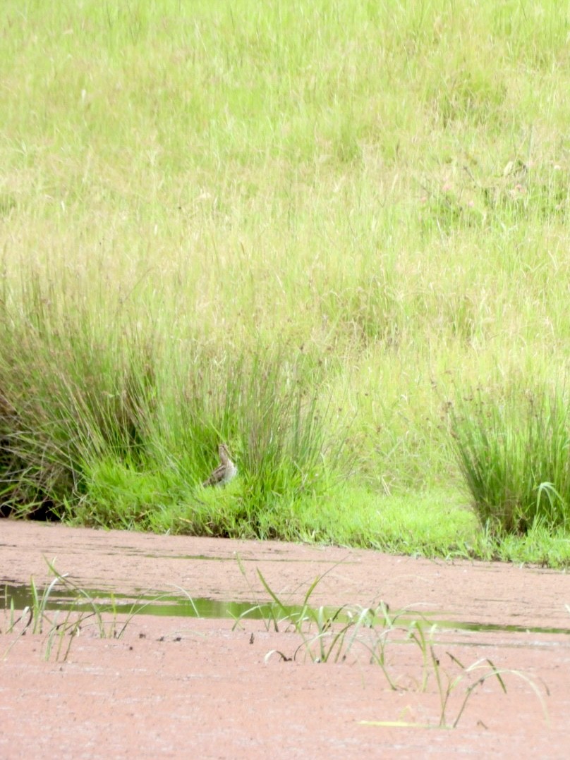 Latham's Snipe - ML646876808