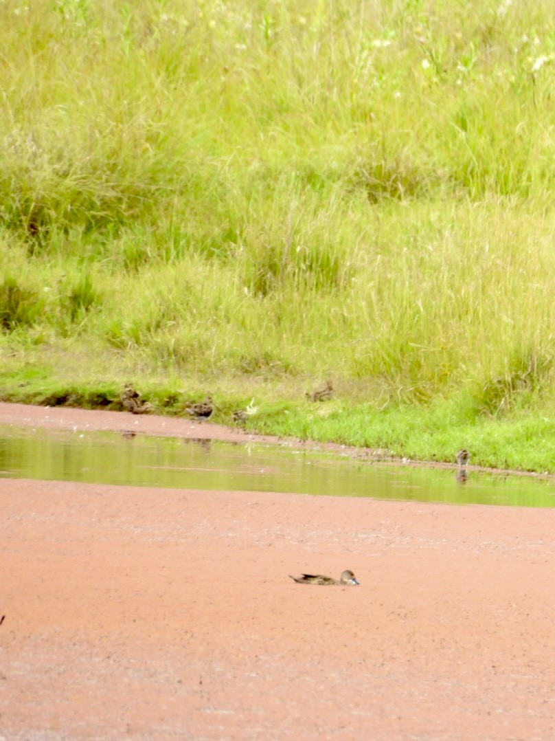 Latham's Snipe - ML646876809