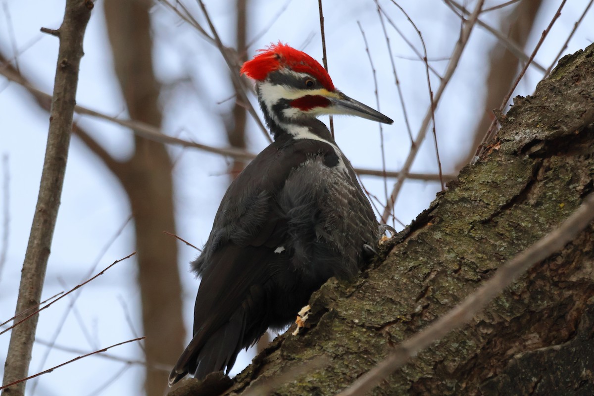 Pileated Woodpecker - ML646876810