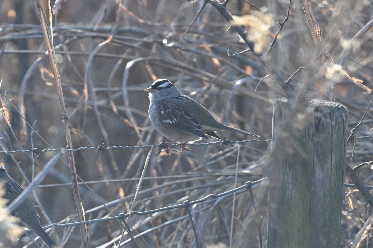 White-crowned Sparrow - ML646876812