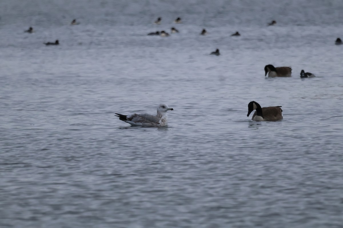 American Herring Gull - ML646876816