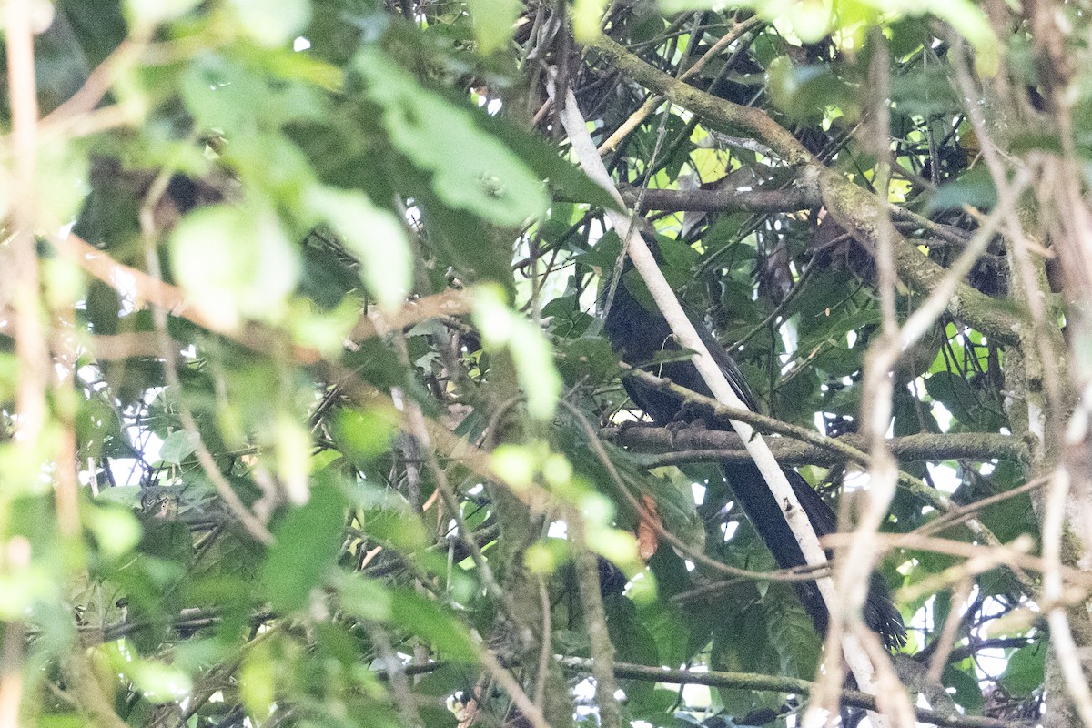 Greater Black Coucal - ML646876817