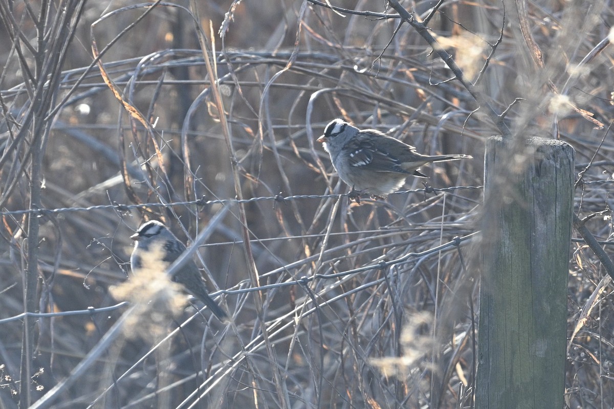 White-crowned Sparrow - ML646876821